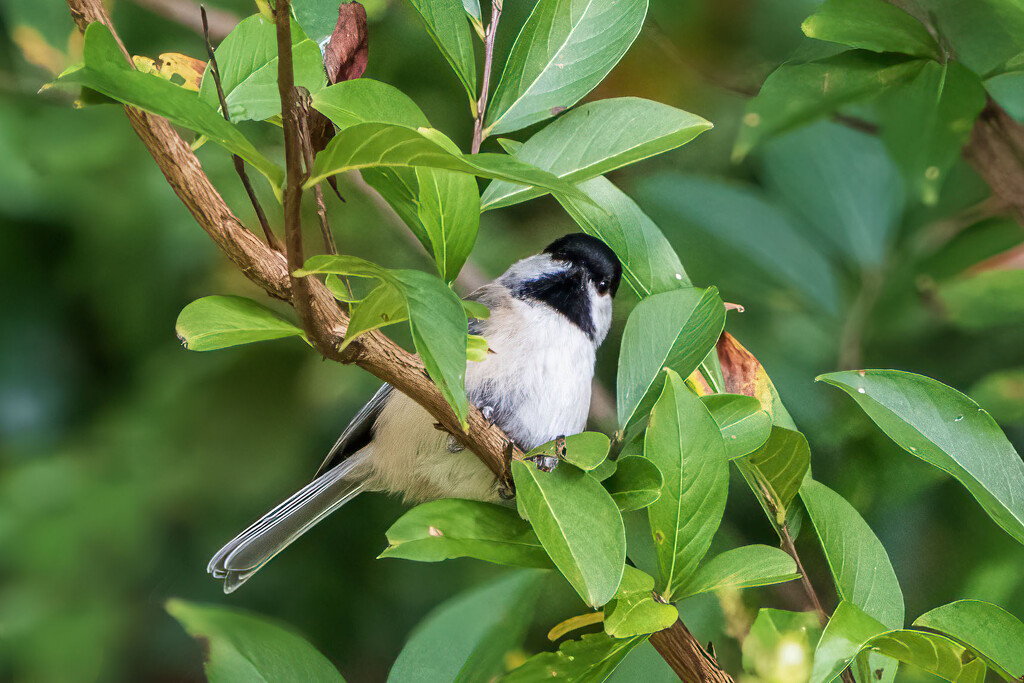 Black-Capped Chickadee by kvphoto