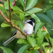 Black-Capped Chickadee