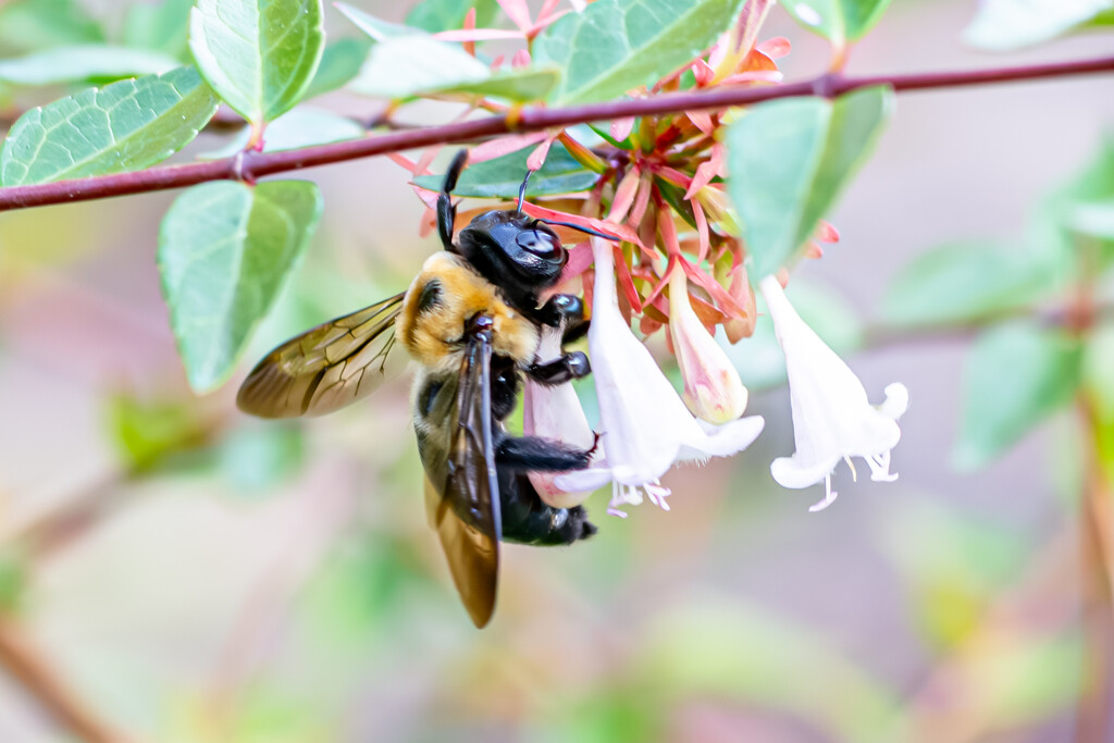 Bumble Bee wings... by thewatersphotos