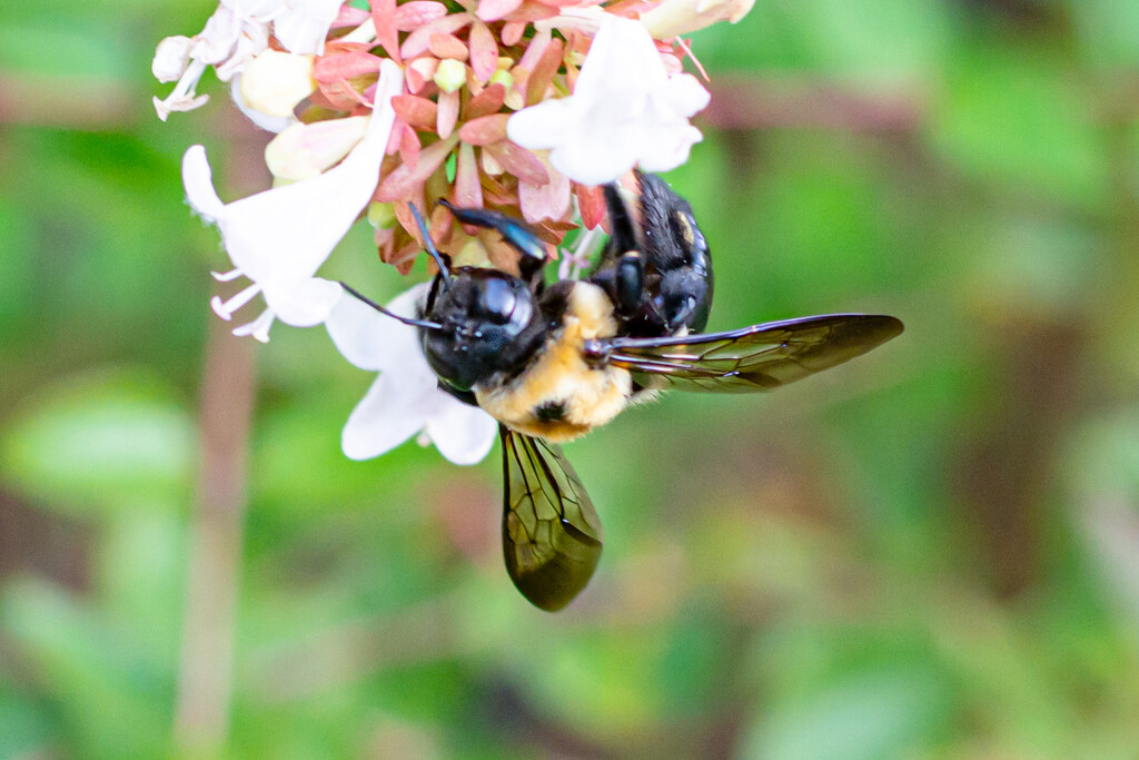 Upside down Bumble Bee... by thewatersphotos