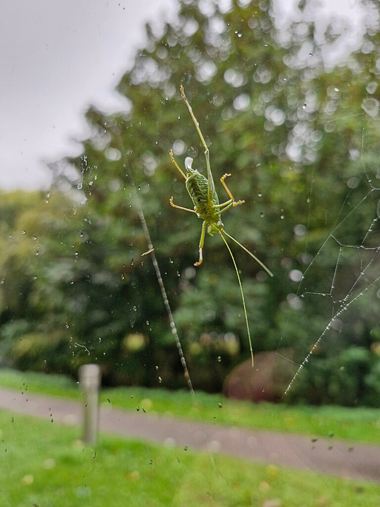 Window cricket  by dragey74