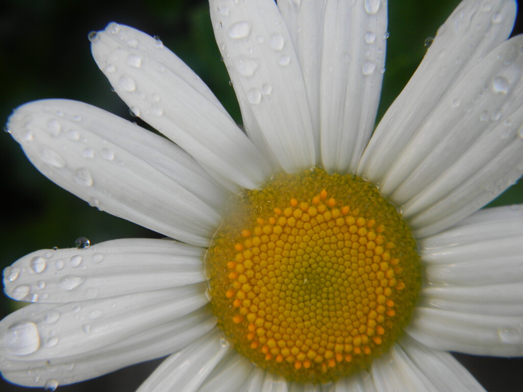 Daisy with Raindrops  by sfeldphotos