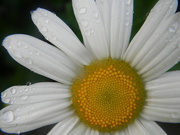 30th Sep 2024 - Daisy with Raindrops 