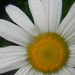 Daisy with Raindrops 