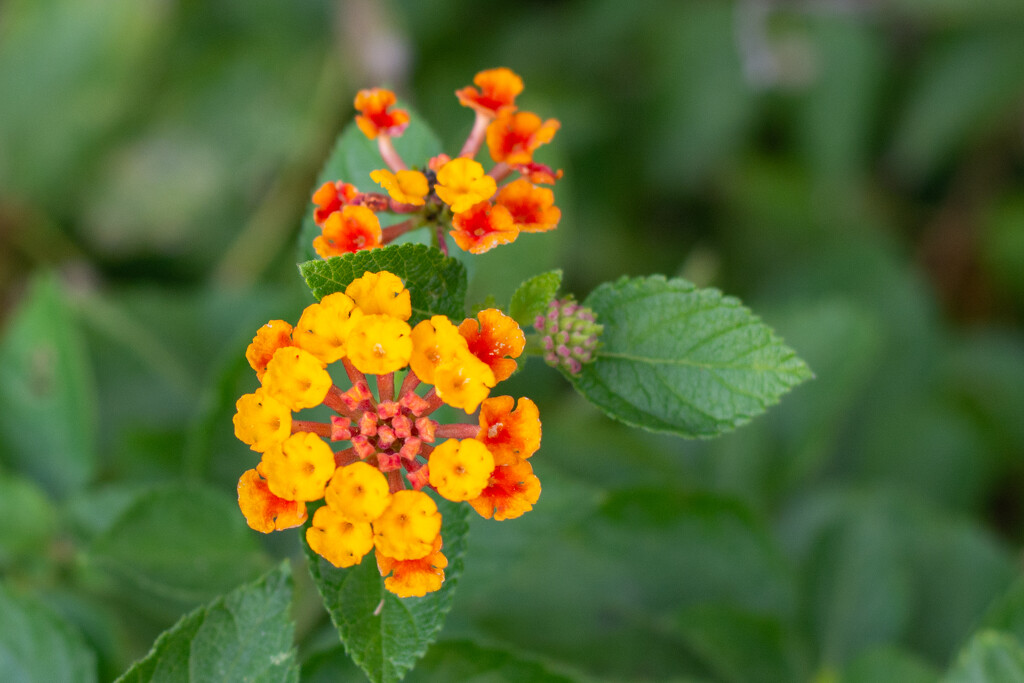 Lantana... by thewatersphotos