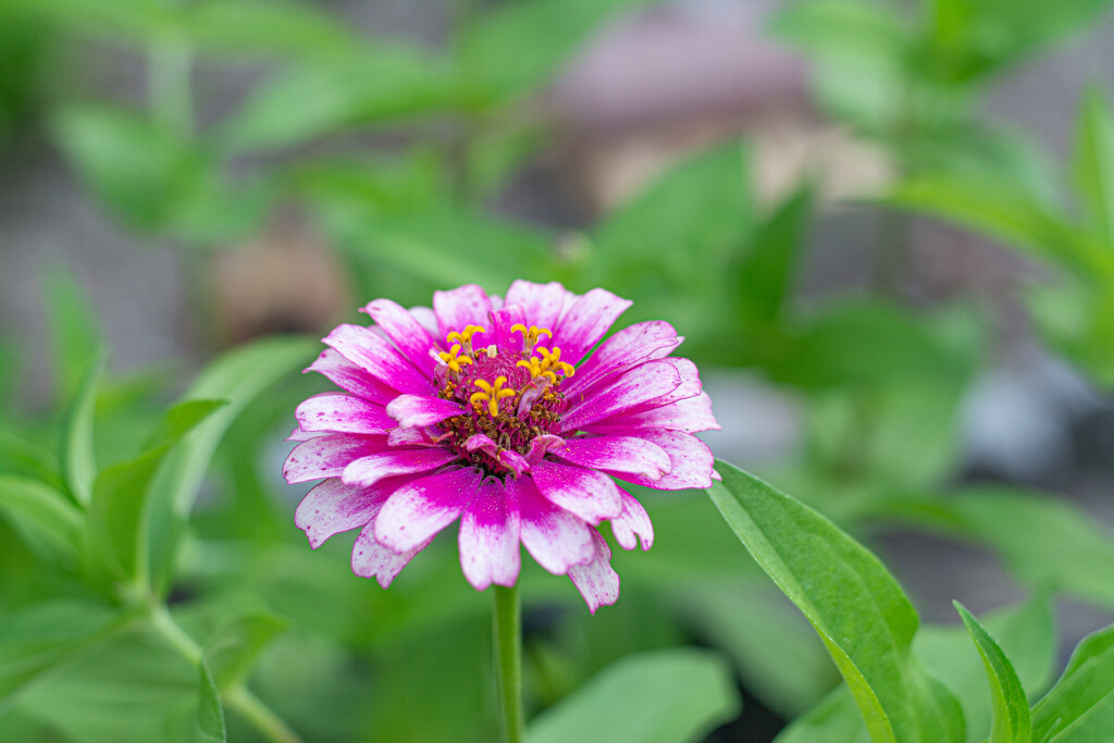 Persistent Zinnia... by thewatersphotos