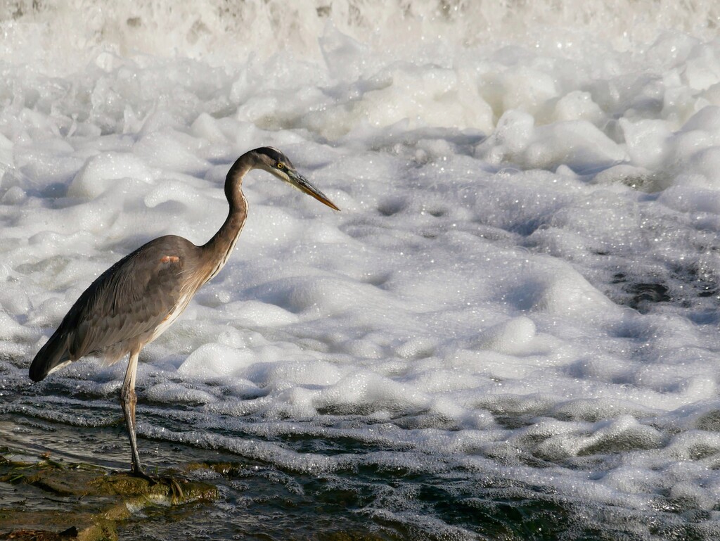 Stalking at the dam by ljmanning