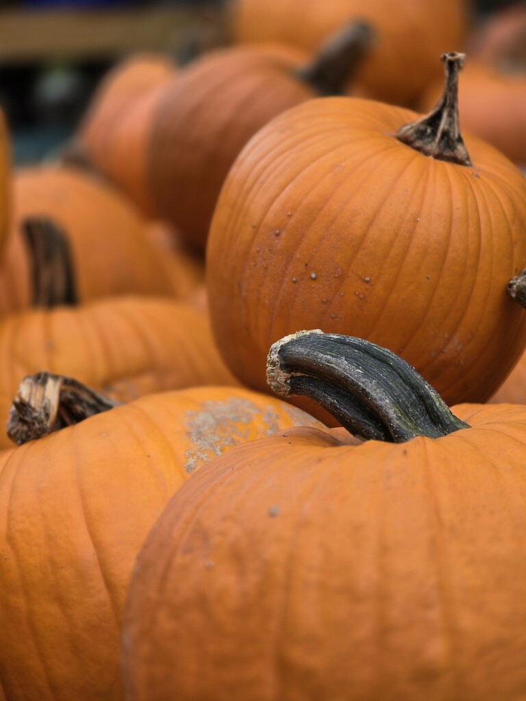 1000007513 Pumpkin Patch by jazzygee