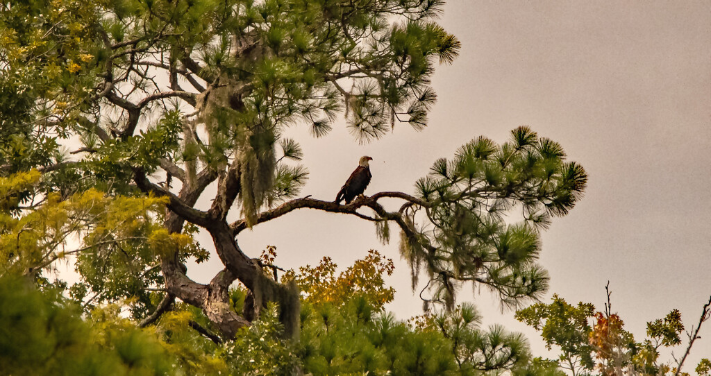 Bald Eagle in the Distance! by rickster549