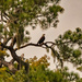 Bald Eagle in the Distance!