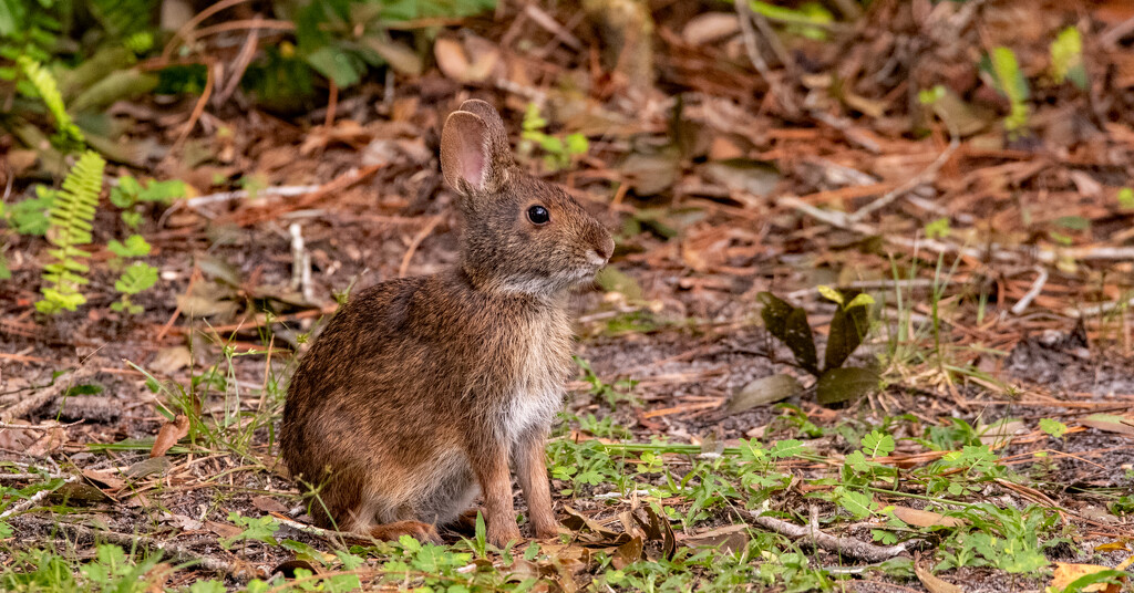 Bunny Rabbit in the Backyard! by rickster549