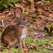 Bunny Rabbit in the Backyard!