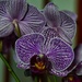 9 29 Orchid