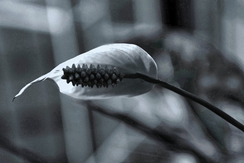 9 29 Peace Lily BW by sandlily