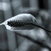 9 29 Peace Lily BW