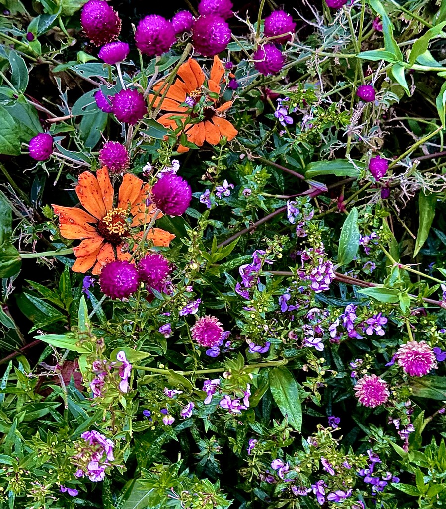 Palette of Fall flower colors by congaree