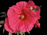 11th Sep 2024 - Hibiscus 