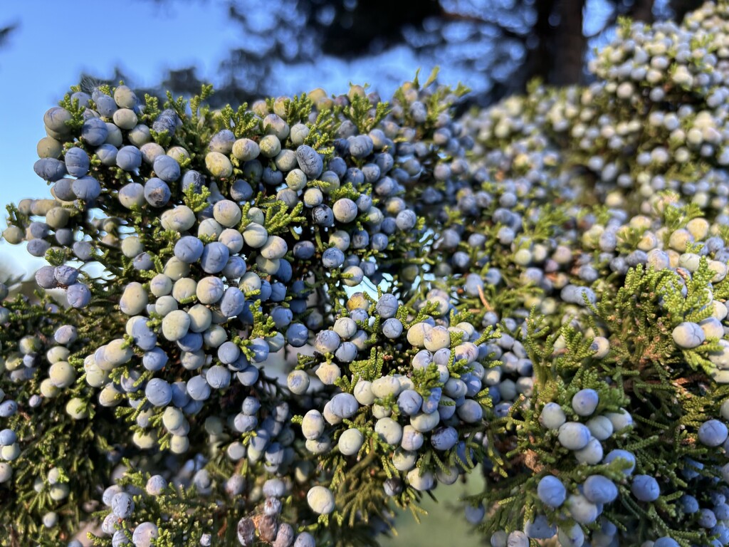 Juniper berries  by illinilass