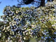 29th Sep 2024 - Juniper berries 