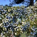 Juniper berries 