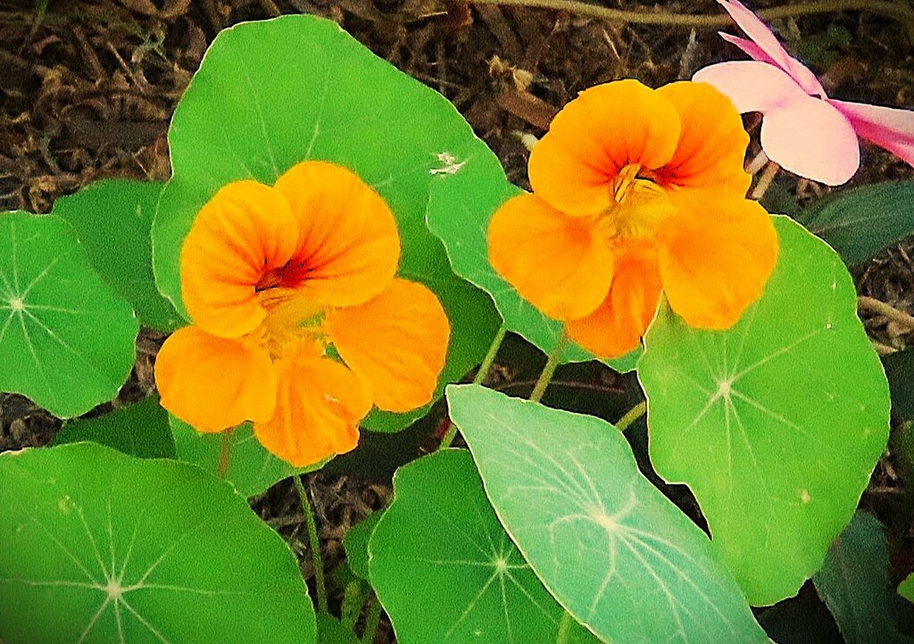 My Most Favoured Color Nasturtium ~ by happysnaps