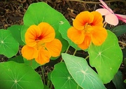 1st Oct 2024 - My Most Favoured Color Nasturtium ~