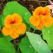 My Most Favoured Color Nasturtium ~