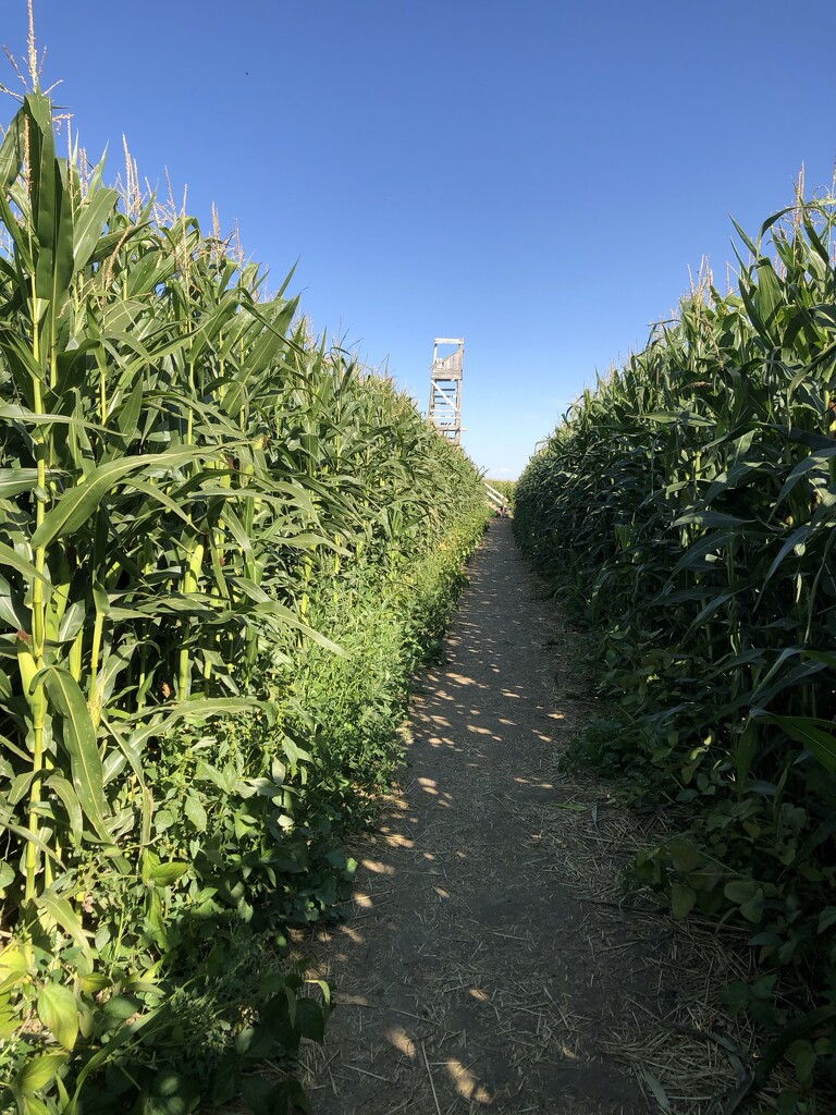 At the Corn Maze by dailypix