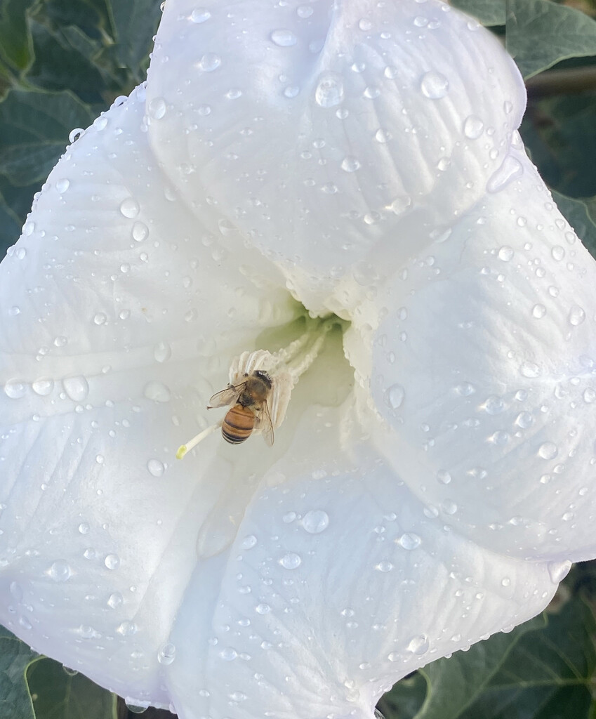 Morning Dew by joysfocus