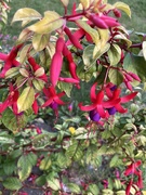 30th Sep 2024 - Fuchsia 