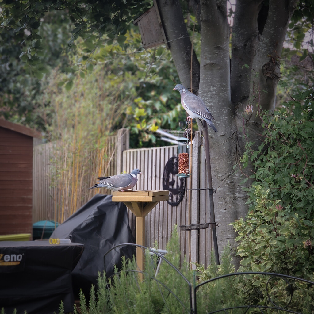 Pigeons queuing up for the bird seed by andyharrisonphotos