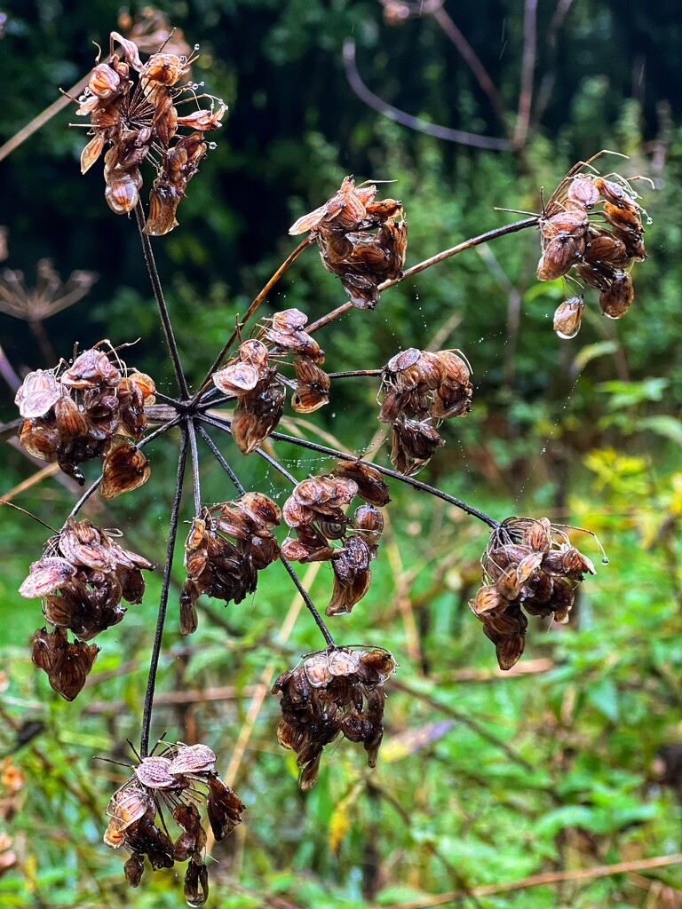 Soggy hogweed seeds by tinley23