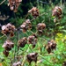 Soggy hogweed seeds