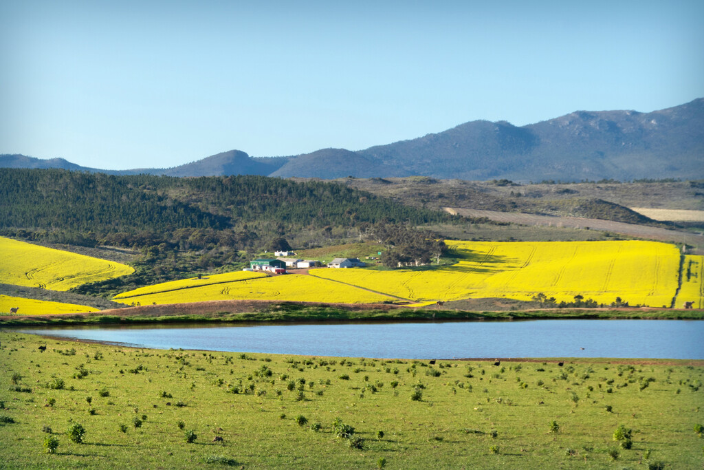 Canola fields by ludwigsdiana