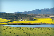 1st Oct 2024 - Canola fields