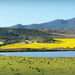 Canola fields