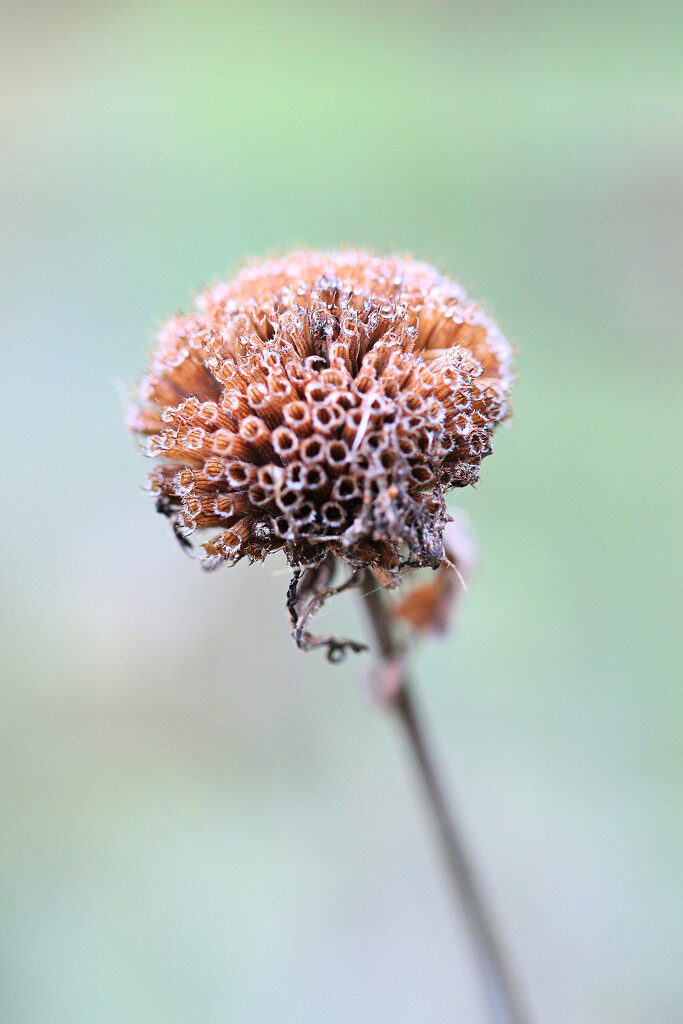 Made a Lot of Seeds by juliedduncan