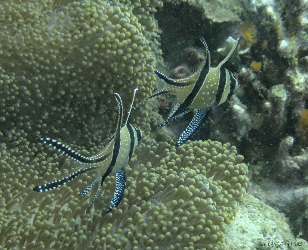 The Banggai Cardinalfish by wh2021