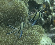 23rd Sep 2024 - The Banggai Cardinalfish