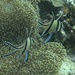 The Banggai Cardinalfish