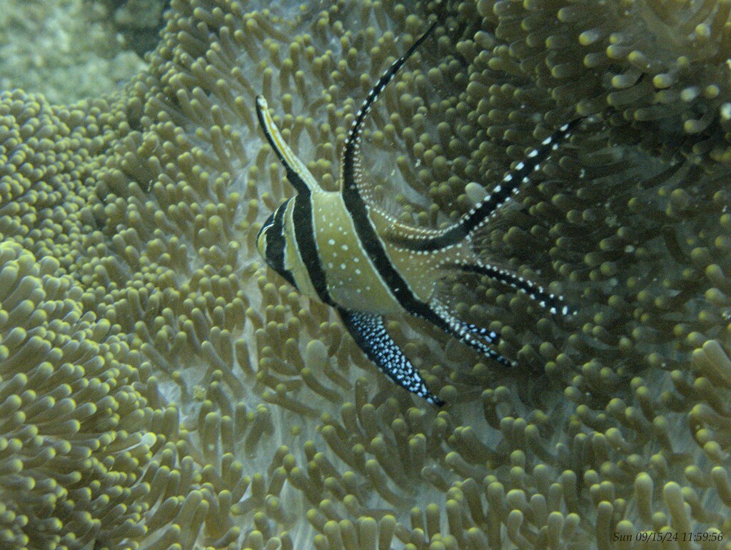 The Banggai Cardinalfish by wh2021