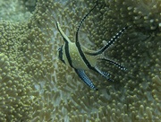 24th Sep 2024 - The Banggai Cardinalfish