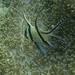 The Banggai Cardinalfish