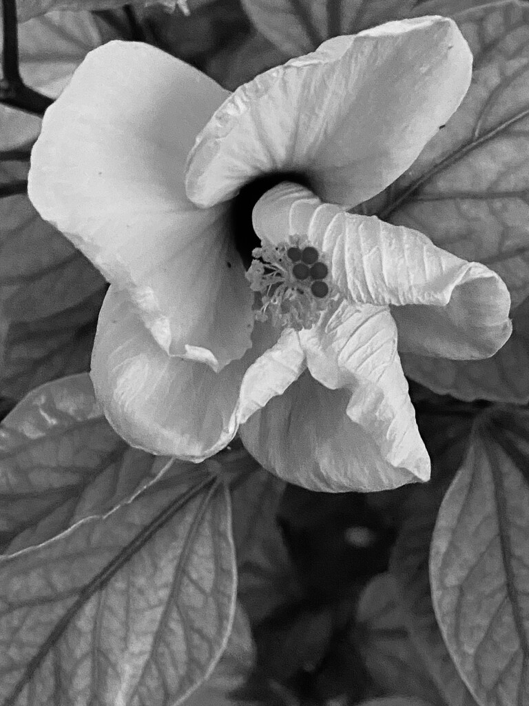 b&w Hibiscus by monicac