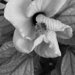 b&w Hibiscus