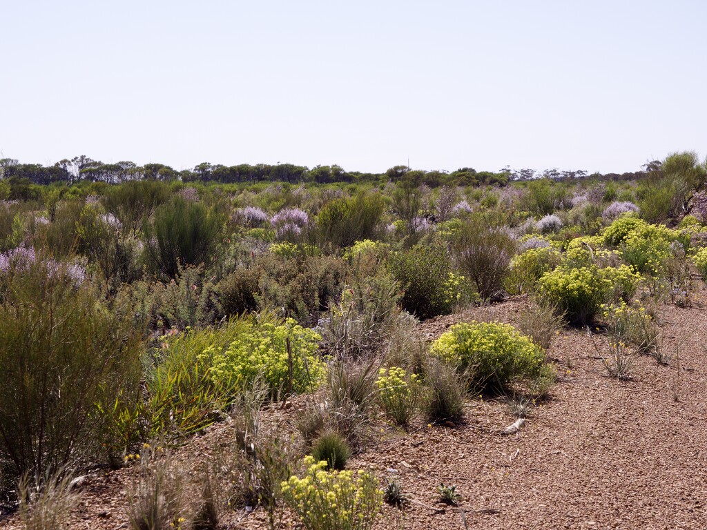 Roadside Wildflowers P9303878 by merrelyn