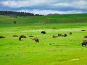 1st Oct 2024 - Wyoming, USA