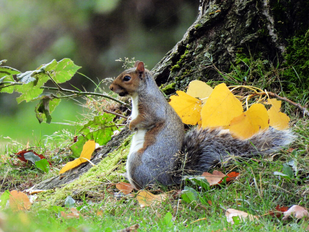 Squirrel  by seattlite