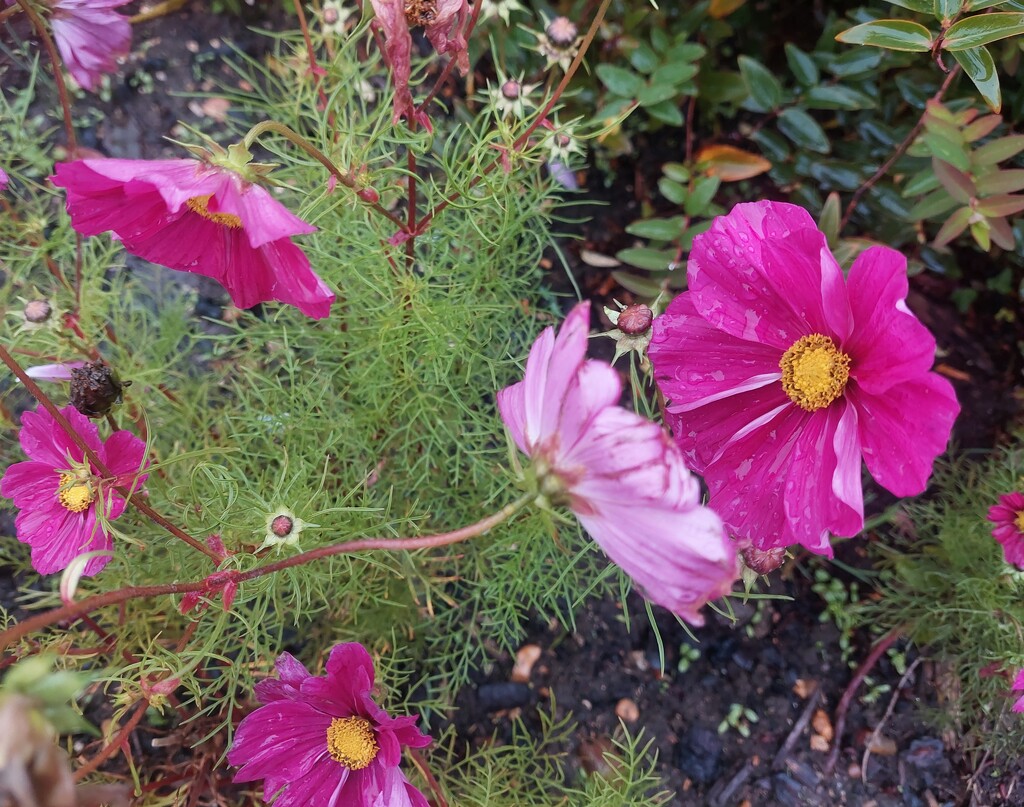 Cosmos in the rain by busylady