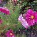 Cosmos in the rain